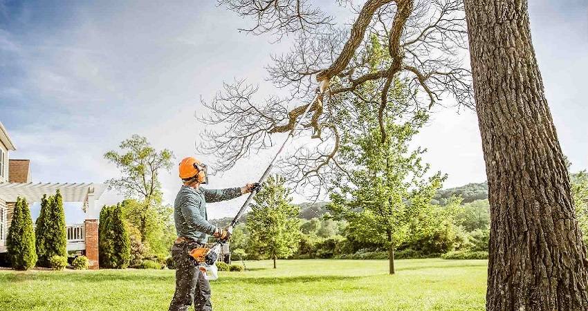 21489tree-trimming-service1.jpg